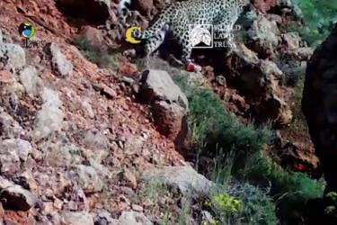 Տեսախցիկը դարձյալ ֆիքսել է հայաստանյան լեռներում զբոսնող կովկասյան հովազին (տեսանյութ)