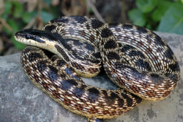 Եվրոպացի գիտնականներն օձի նոր տեսակն անվանել են հայկական Ուրարտու թագավորության պատվին. Tert.am