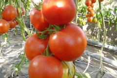 Թուրքական լոլիկի փոխարեն՝ իրանական․ գյուղացիներն օգնություն են խնդրում իշխանությունից