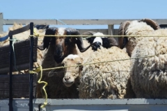 Ադրբեջանցիներն Արավուս գյուղի մոտ 200 ոչխար են գողացել