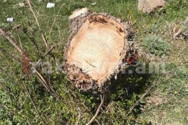 Սյունիքում 24-ամյա քաղաքացին բենզասղոցով կտրել եւ գողացել է բերքատու ծառեր. Վնասը կազմել է 1 մլն դրամ
