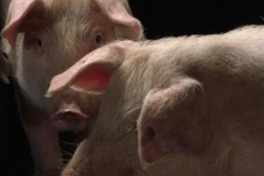 Տավուշի եւ Լոռու մարզերում ունենք աֆրիկյան ժանտախտի ստացիոնար օջախներ. ՍԱՊԾ նախկին պետ