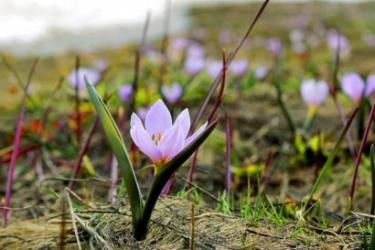 Եղիշե Չարենց-«Էլի գարուն կգա»