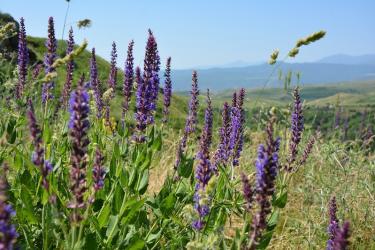 Սյունիքը՝ աշխարհի բոլոր ծաղիկների ժամադրավայր