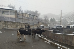 Թեպետ բազում հոգսերին, Ճակատենը շարունակում է իր առօրյա կյանքը