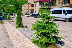Գորիսում կանաչապատման ծրագիրը գրանցել է բարձր արդյունավետություն
