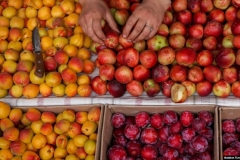 Ղրիմի մասին Էրդողանի հայտարարություններից հետո թուրքական մրգերում Ռուսաստանում վարակ են գտել