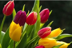 ՌԴ արտահանվում է բացառապես ՀՀ-ում աճեցված ծաղիկ. Էկոնոմիկայի նախարարություն