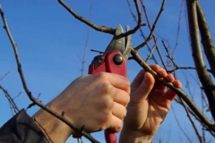 «Ծառերի էտ և այգեբաց չկատարել․ հնարավոր է ջերմաստիճանի կտրուկ անկում»