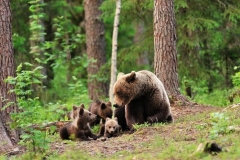 Կապանի անտառում տեսախցիկները ֆիքսել են գորշ արջին՝ իր քոթոթի հետ (տեսանյութ)