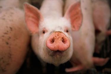 Խորովելուց մսի վրա փրփուր է առաջանում․ Հայաստանում հիմնականում հորմոններով պահված խոզի միս է իրացվում