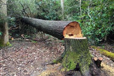 Տուգանքների աճից մինչև ազատազրկում. նախագծով նախատեսվում է խստացնել անտառներ ոչնչացնելու կամ վնասելու համար սահմանված պատիժները