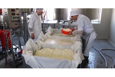 Հայաստանի լեռներում ռուսական անվանումով պանիր են արտադրում. տեսանյութ   