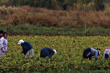 4 հազար դրամ մեկ օրվա գյուղացիական աշխատանքների դիմաց. գործադիրը հաստատել է ծրագիրը