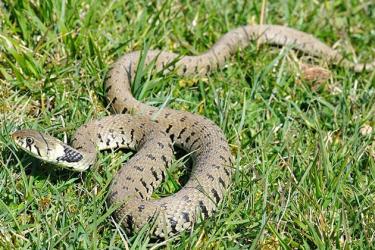 Ինչպե՞ս խուսափել օձի խայթոցից