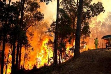 Ավստրալիայում անտառային հրդեհների զոհերի թիվը հասել է 25-ի