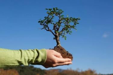 «ԳեոՊրոՄայնինգ»  ընկերությունը միանում է ՀՀ կառավարությանը ՝ տնկել 10 միլիոն ծառ  նախաձեռնությանը