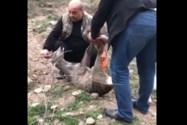 ԱԻՆ աշխատակիցները փրկել են գետն ընկած եղնիկին